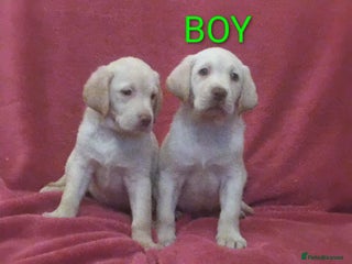 Labrador Retriever dogs LABRADOR PUPPIES ✨ CHAMPAGNE✨ - Advert 6