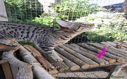 Savannah cats for sale: F5 Full Pedigree Tica Registered Girl Kitten - Image 6