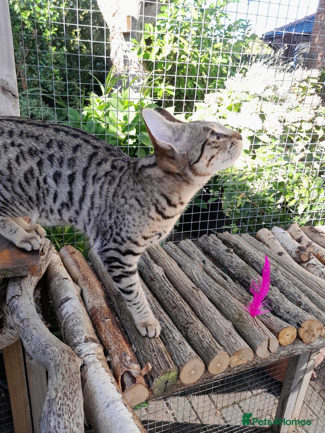 Savannah cats for sale: F5 Full Pedigree Tica Registered Girl Kitten - Image 6