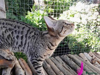 Savannah cats - Advert 3