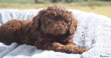 Australian Labradoodle dogs - Advert 13