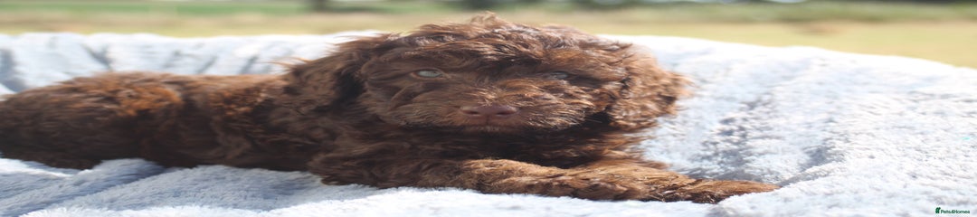 Susan 