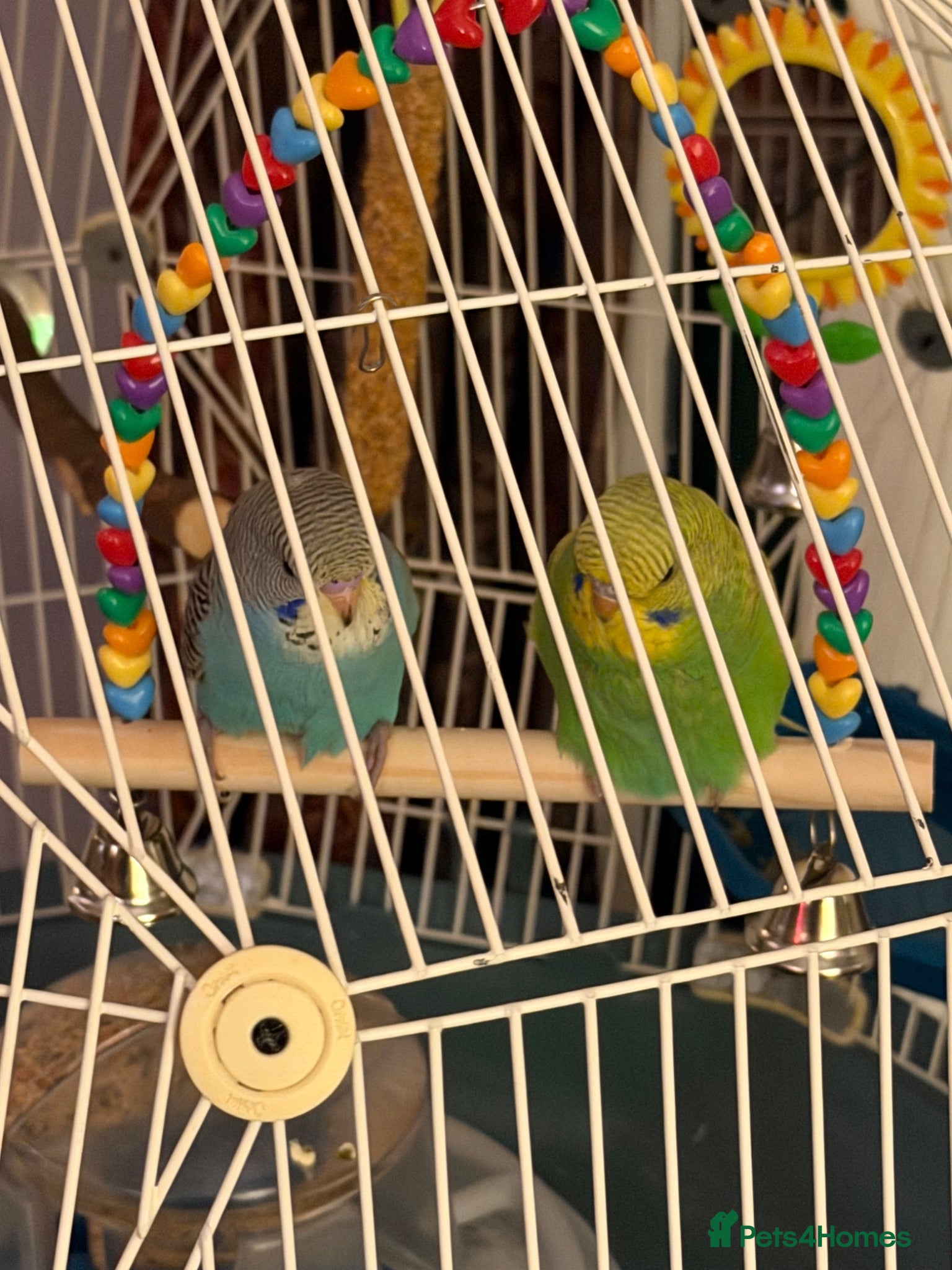 Budgerigars birds Two beautiful male budgies 6 months old  - Advert 3