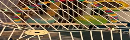 Budgerigars birds for sale: Two beautiful male budgies 6 months old  - Advert 1