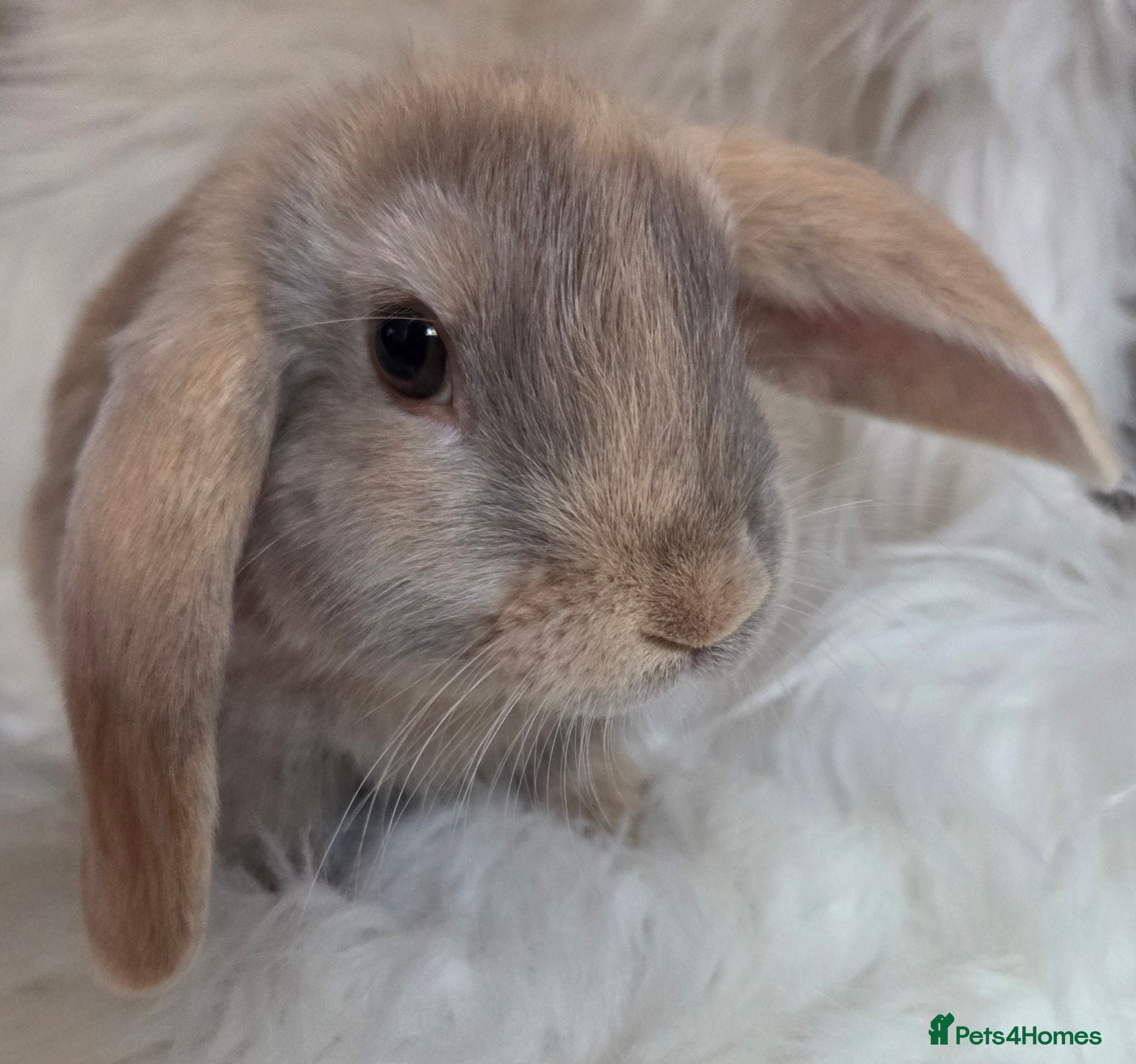 Mini Lop rabbits Beautiful mini lops boys and girls avalible . - Advert 2