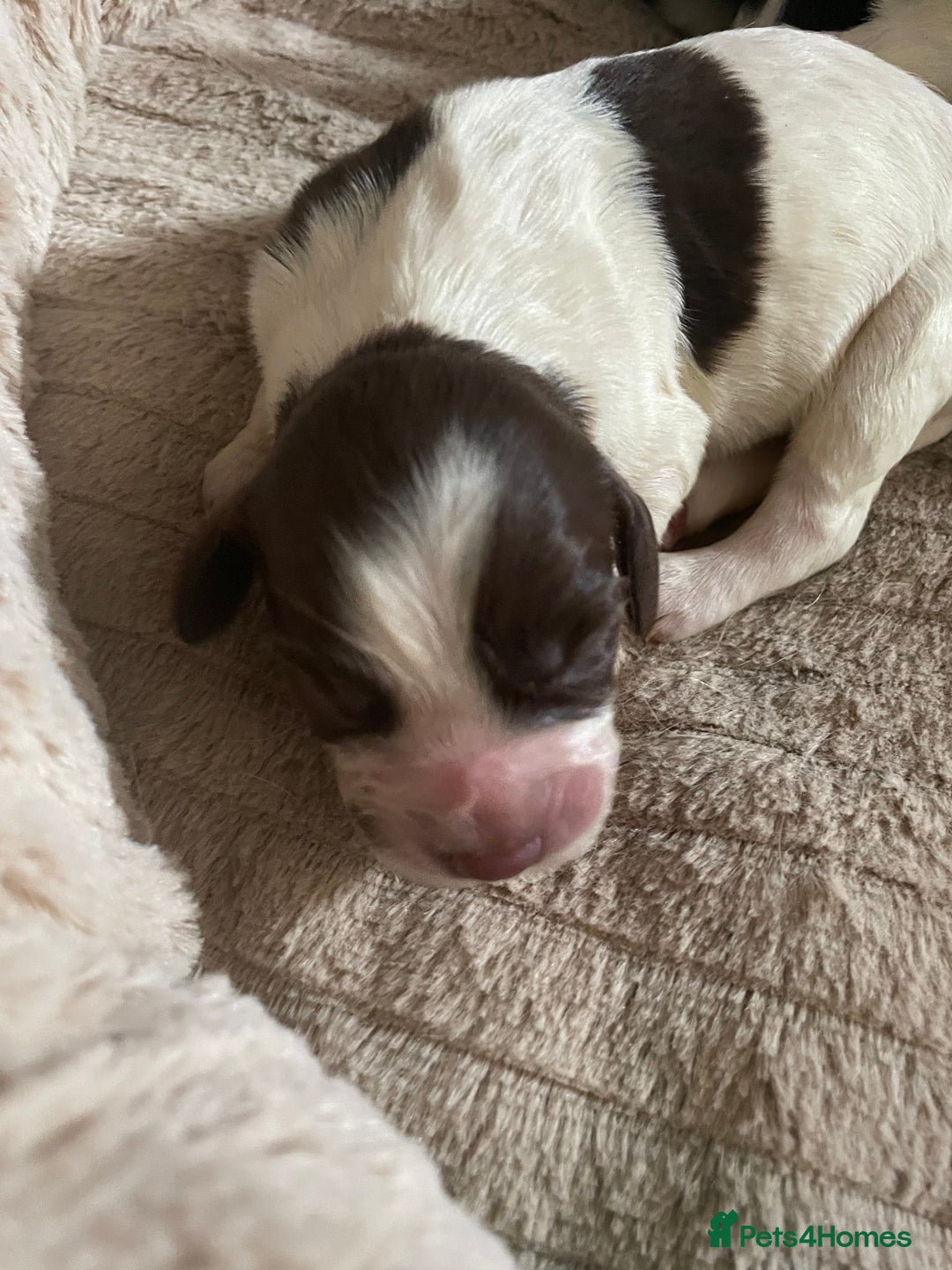 Sprocker dogs for sale: Sprocker puppys - Image 3