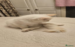 Ragdoll cats for sale: Rare flame point boys - Image 2