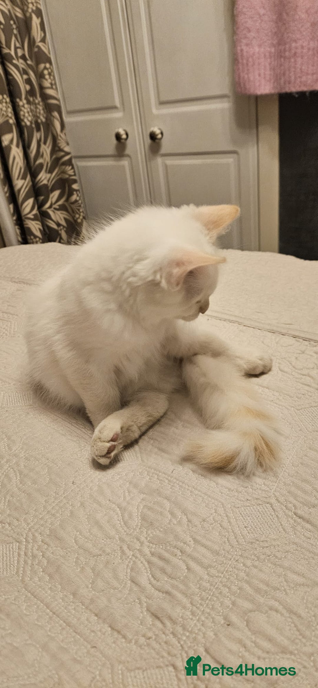 Ragdoll cats for sale: Rare flame point boys - Image 2