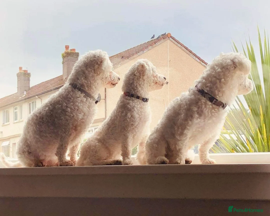 Maltese dogs for stud: Maltese in Ingatestone - Advert 7