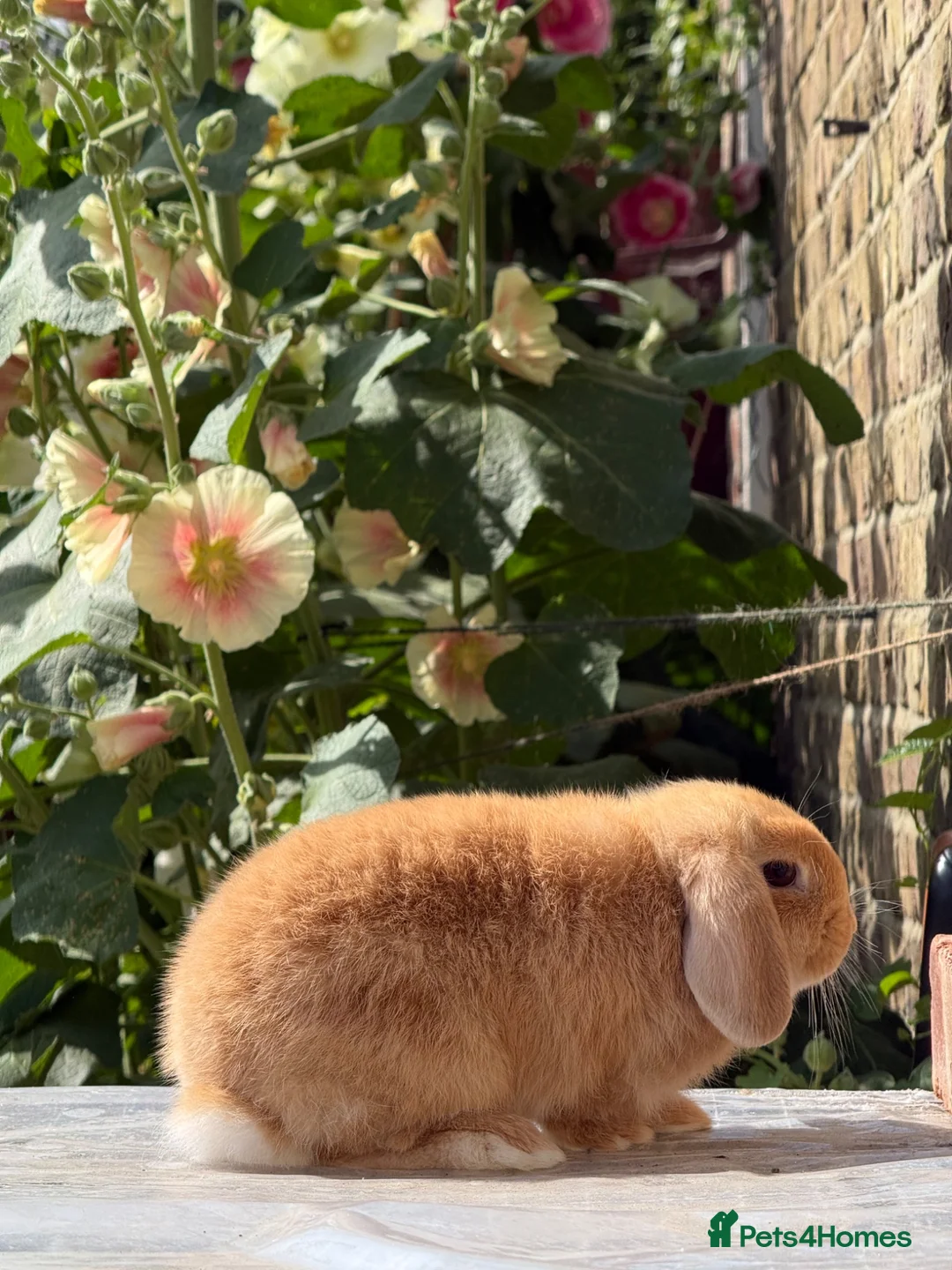 Mini Lop rabbits for sale: Orange Mini Lops, 1 buck, 1 doe - from show lines - Advert 2