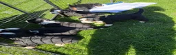 Bernese Mountain Dog dogs for sale: KC Bernese Mountain Dog Puppies - Advert 10