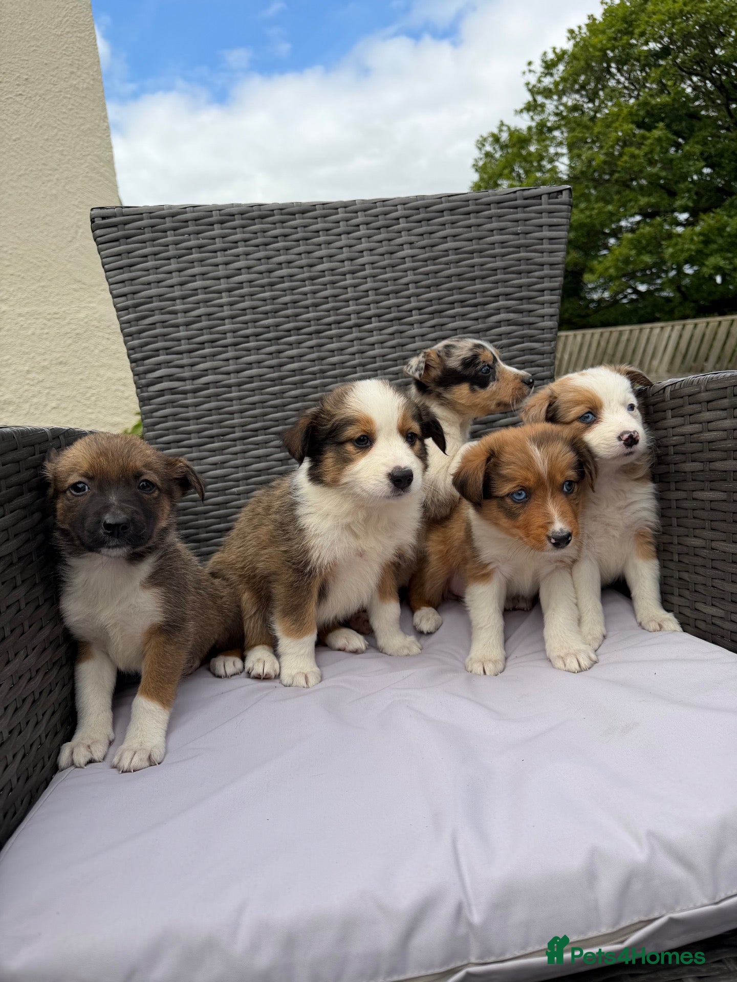 Border Collie dogs 5 Beautiful Puppies for sale - Advert 1