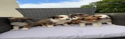Border Collie dogs for sale: 5 Beautiful Puppies for sale🐾 - Advert 2