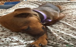 Patterdale Terrier dogs for sale: Meet Piper - Image 3