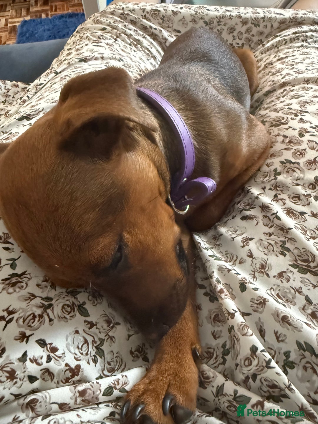 Patterdale Terrier dogs for sale: Meet Piper - Image 3