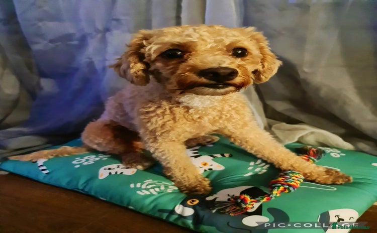 Miniature Poodle dogs - Advert 1