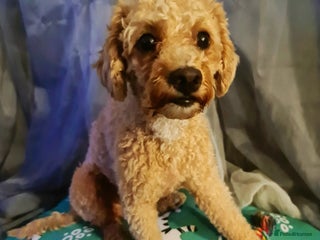 Miniature Poodle dogs - Advert 9