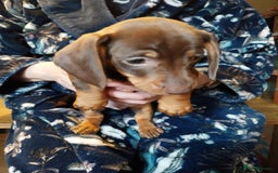 Dachshund dogs for sale: 5 Beautiful Dachshund puppies for sale  - Image 5