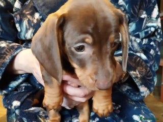 Dachshund dogs 2 Beautiful male Dachshund puppies for sale - Advert 2