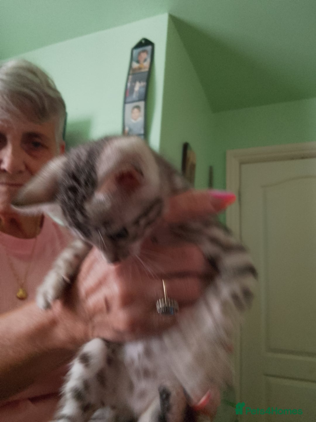 Bengal cats for sale: Silver bengals - Image 5