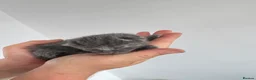 Domestic Shorthair cats for sale: Kittens - Advert 11