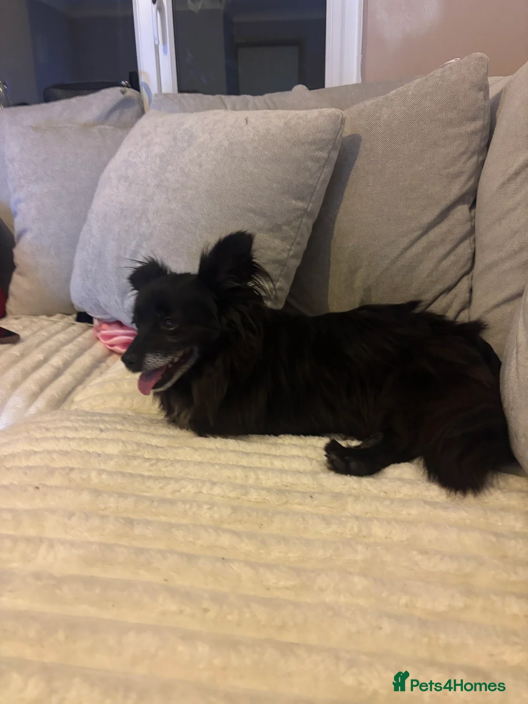 Chihuahua dogs for sale: Long haired chihuahua girl  - Advert 2
