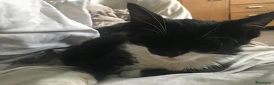 Tuxedo - Boaz