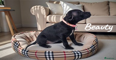 Staffordshire Bull Terrier dogs CHAMPION BLOODLINES,GRANDAD CH RAMPAGE - Advert 2