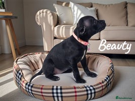 Staffordshire Bull Terrier dogs CHAMPION BLOODLINES,GRANDAD CH RAMPAGE - Advert 2