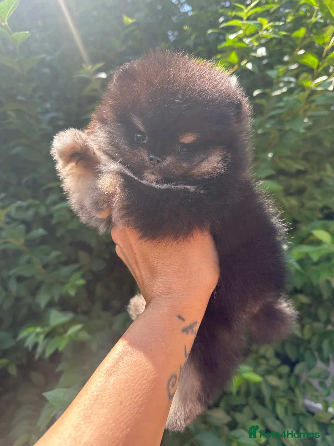Pomeranian dogs for sale: 🏆KC Poms Russian/Taiwan bloodlines champion 🏆 - Advert 1