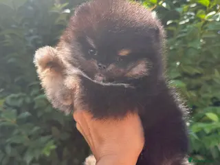 Pomeranian dogs 🏆KC Poms Russian/Taiwan bloodlines champion 🏆 - Advert 6