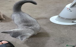 British Shorthair cats for sale: British short-hair  - Image 2