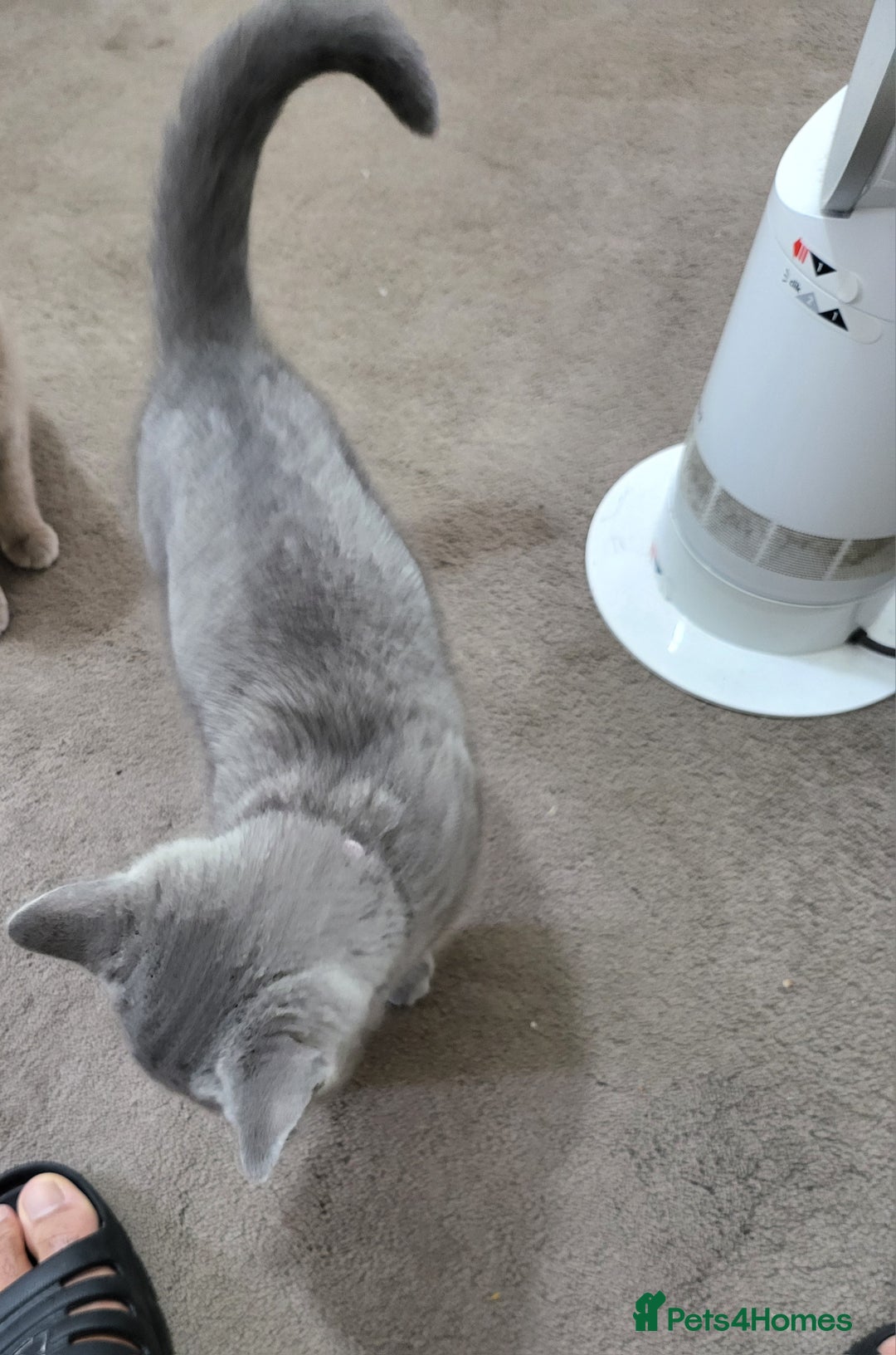 British Shorthair cats for sale: British short-hair  - Image 2