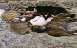 Mixed Breed dogs for sale: American Bulldog Cross Staffy puppies  - Image 31