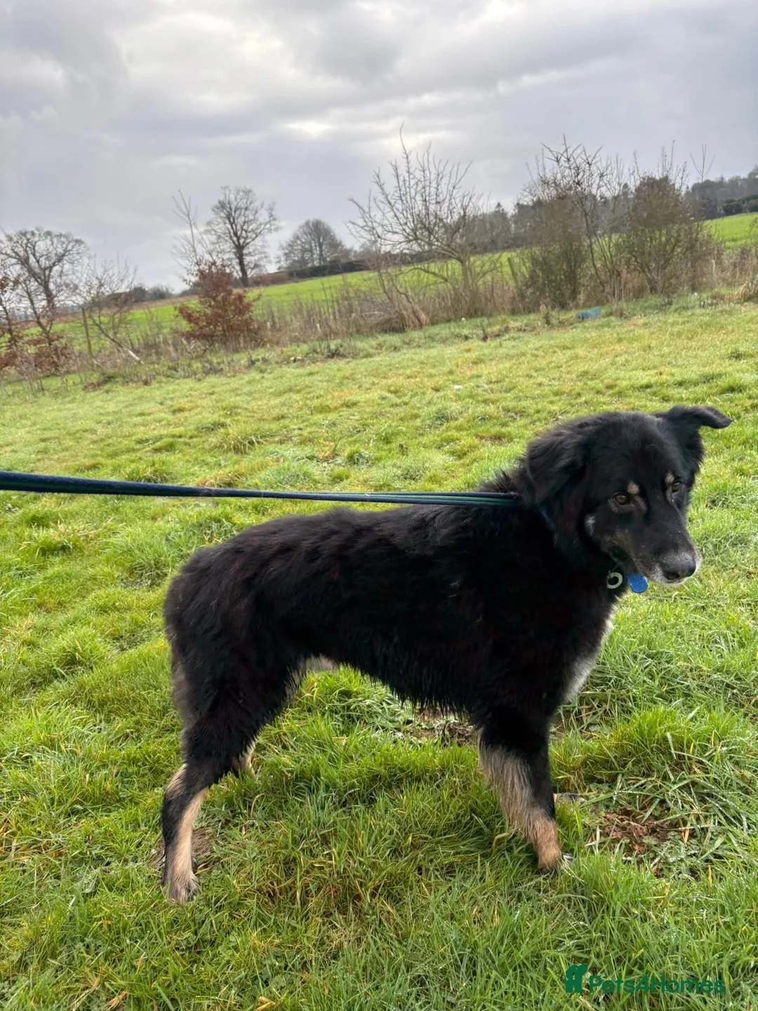 Mixed Breed dogs for adoption: Waffle - Norwich Norfolk  - Advert 9