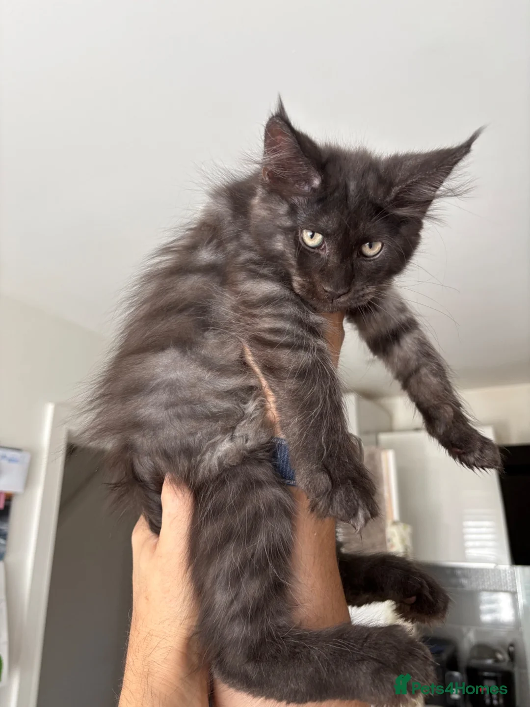 Maine Coon cats for sale: Black silver mackerel boy (reserved) - Advert 13
