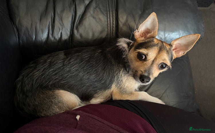 Mixed Breed dogs - Advert 1