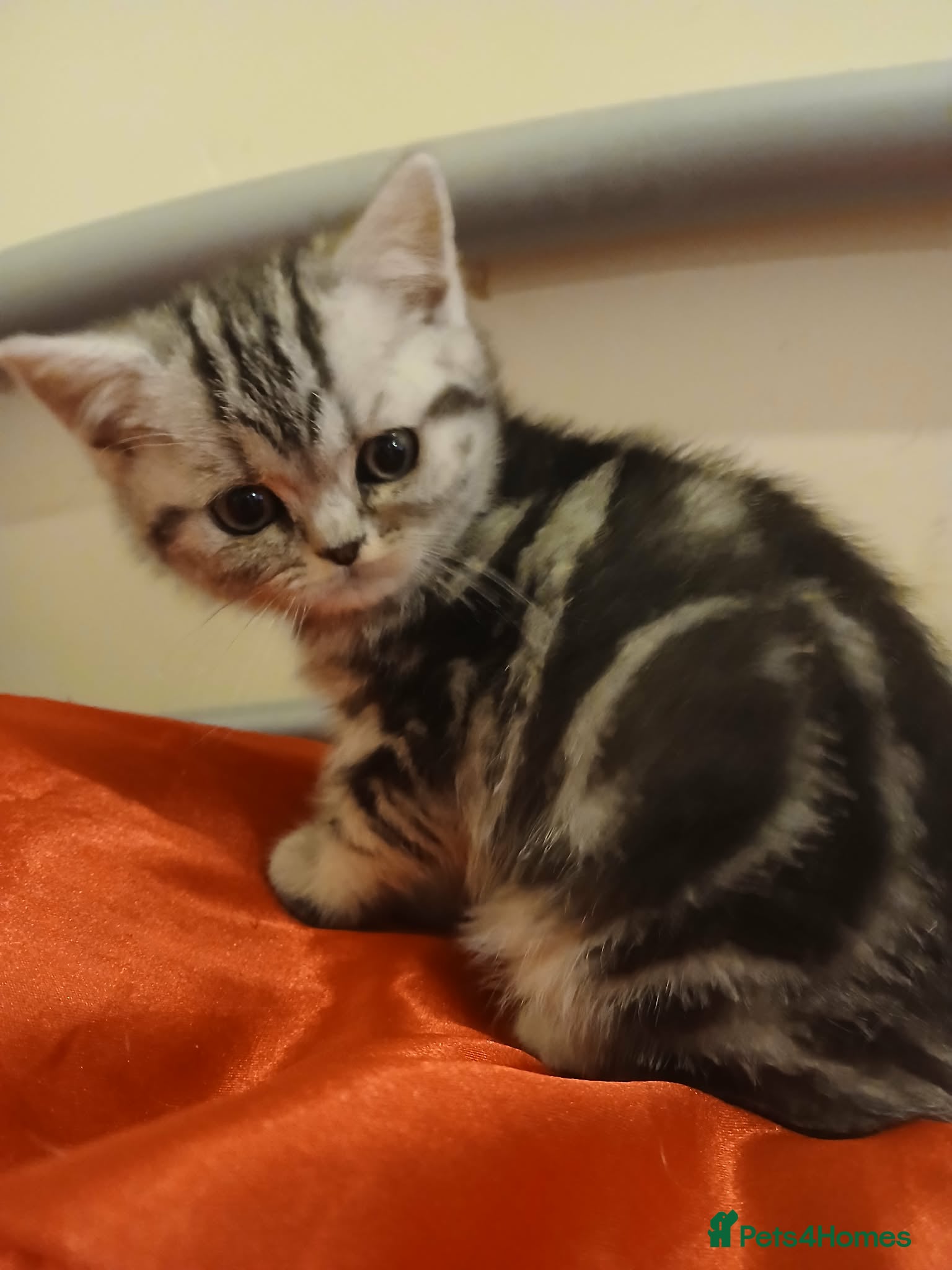 British Shorthair cats BshTabby kittens.GCCF.Available on 15.February . - Advert 1