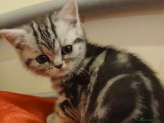 British Shorthair cats Bsh.Tabby kittens.GCCF.Available on 15.February . - Advert 18