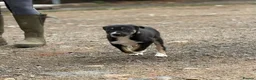 Border Collie dogs for sale: Pedigree border collie puppies  - Advert 17