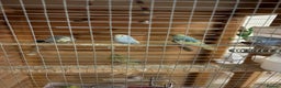 Budgerigars birds for sale: 8 budgies for sale, mix of male and female - Advert 5