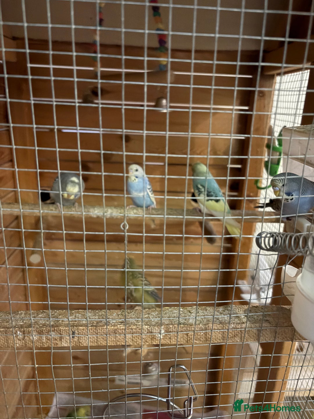 Budgerigars birds for sale: 8 budgies for sale, mix of male and female - Advert 5