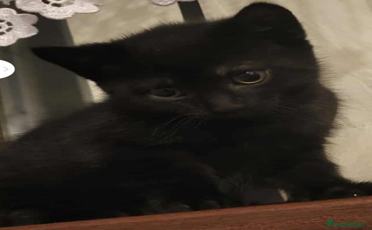 Mixed Breed cats - Advert 6