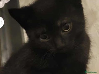 Mixed Breed cats - Advert 22