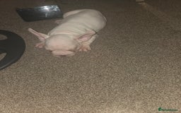 French Bulldog dogs for sale: Platuim cream velvet French bulldog - Image 2