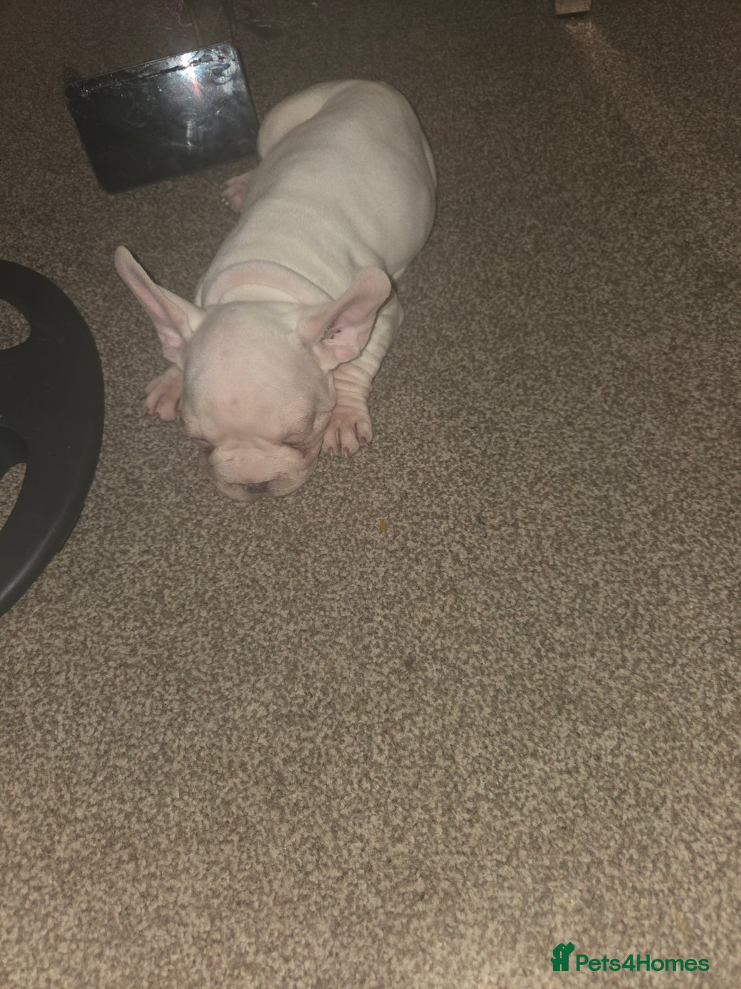 French Bulldog dogs for sale: Platuim cream velvet French bulldog - Image 2
