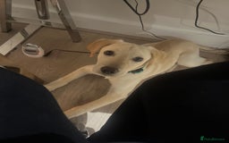 Labrador Retriever dogs for sale: Beautiful, loving Labrador Retriever forever home - Image 6