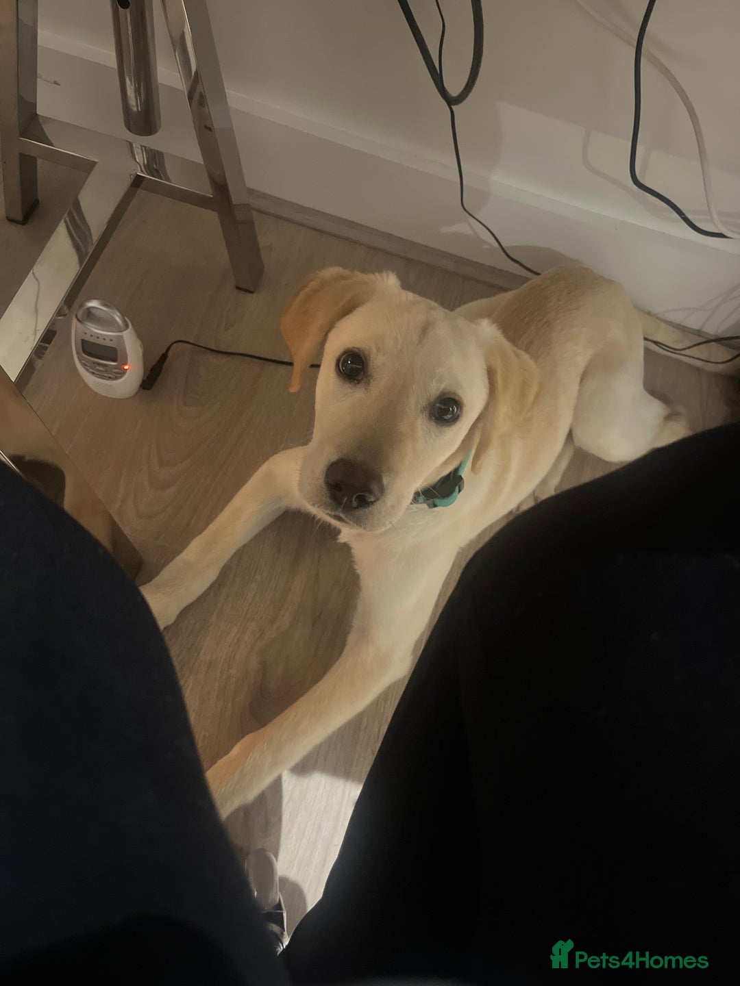 Labrador Retriever dogs for sale: Beautiful, loving Labrador Retriever forever home - Image 6