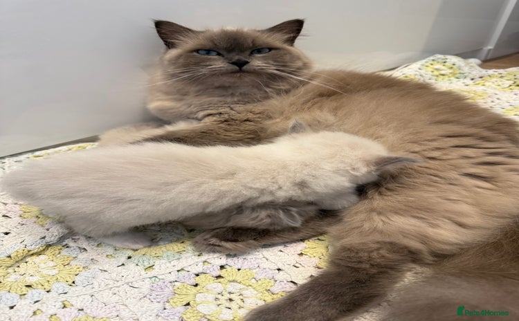 Ragdoll cats - Advert 10