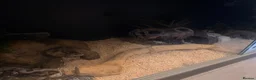 Corn Snake reptiles for sale: Corn snake x full setup - Advert 3